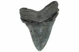 Serrated, Fossil Megalodon Tooth - South Carolina #307522-1